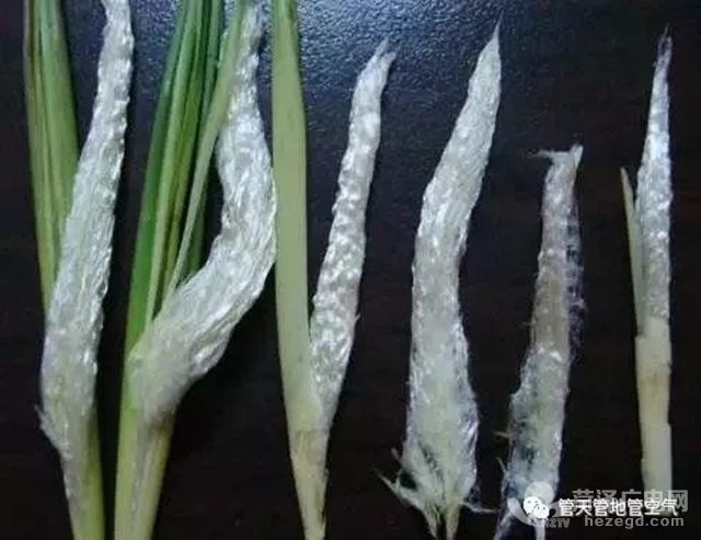 毛桉子